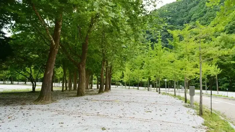 나무 그늘 아래 쾌적한 목재 데크