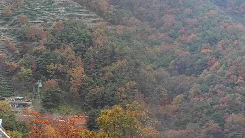 지리산 피톤치드 숲속 힐링 무장애 데크로드
