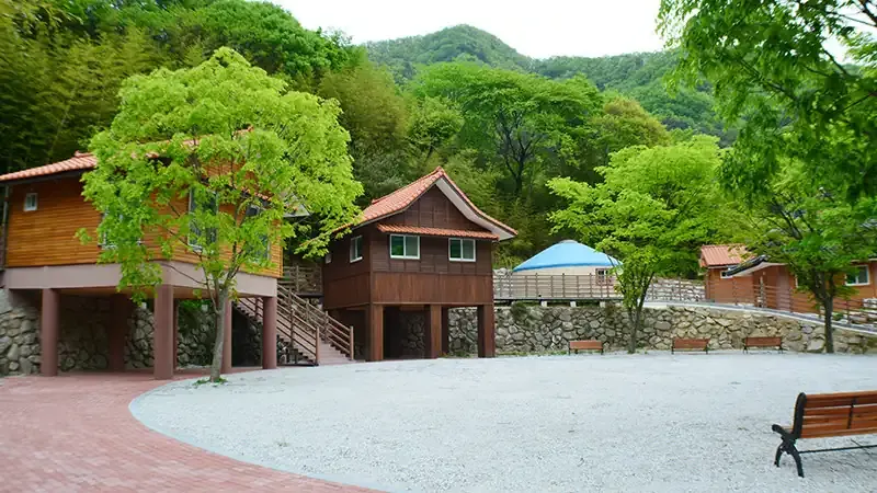 울창한 침엽수림 산림욕 산책로