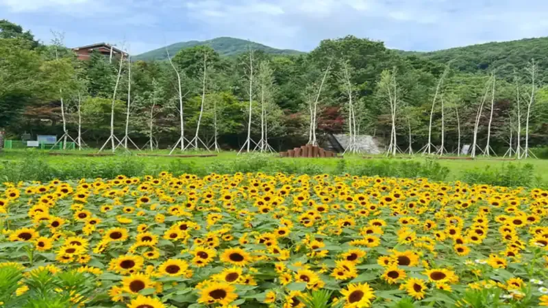 와룡자연휴양림
