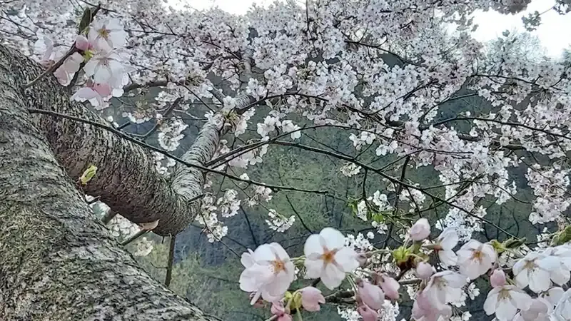 원주 국립백운산자연휴양림