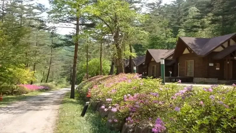 태백고원자연휴양림 (해발 700m 피서 숲속의집)