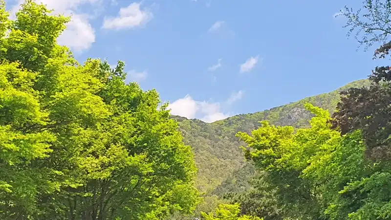 순천 국립낙안민속자연휴양림