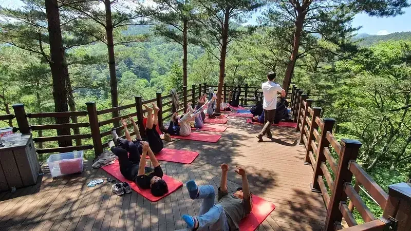 금강송 피톤치드 아래 진행되는 숲속 누워 명상 프로그램