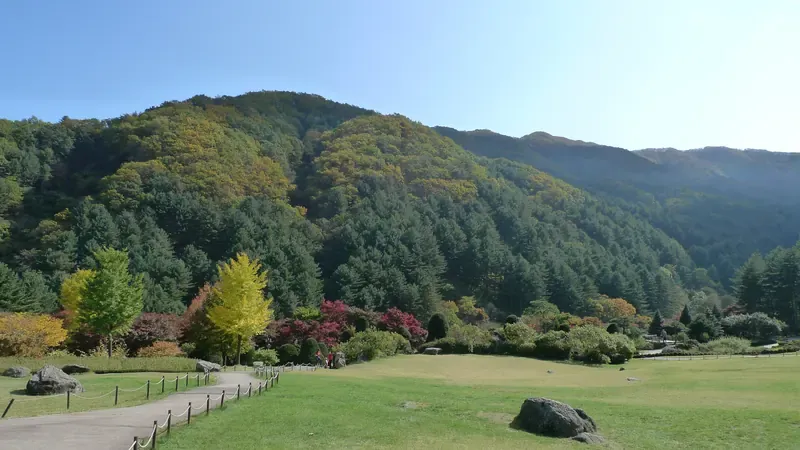울창한 잣나무 피톤치드 숲 쉼터 및 그늘 벤치